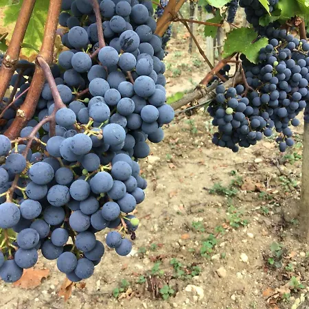 Chateau Haut-sarpe Pensjonat