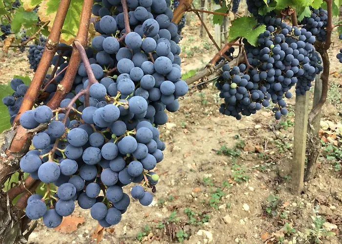 Chateau Haut-sarpe Pensión